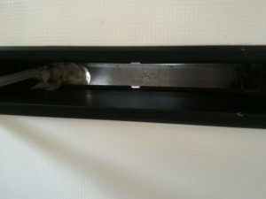 フード内部を拭く2